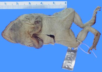 Media type: image; Herpetology A-3125